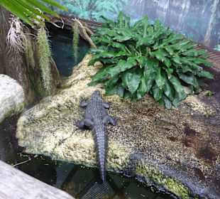 Terrarium - Stumpfkrokodil