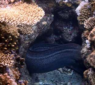 Schnorcheln Marsa Alam