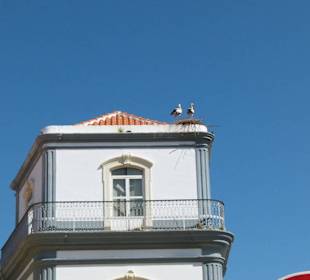 Eine Storchenfamilie, die sich hier wohlfühlt