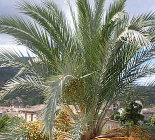 "Meine" Palme in Soller