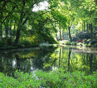 Hauptblüte im Rhododendronpark Bremen