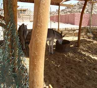 Nutztiere der Beduinen