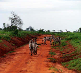 Zebrastreifen auf dem Weg