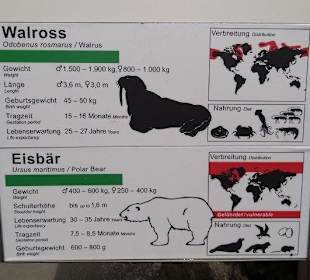 Beschreibung zu den Walrossen und Eisbären