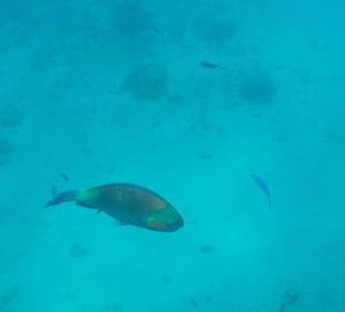 Ausflug Safaga - Papageifisch