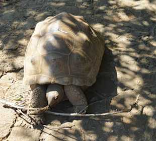 Kleine Aldabra-Schildkröte