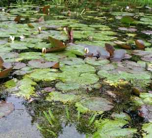 Teich im Neuen Botanischer Garten