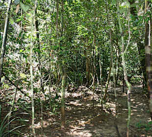 Im Sinharaja Regenwald