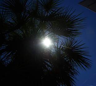 Palme hinter der Sonne