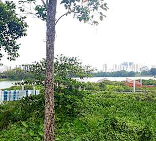 Jurong Lake und Gärten