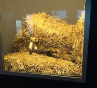 Museum Jagdtier + Vogelkunde