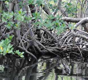 Mangroven