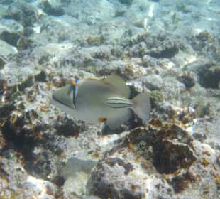 Unter-Wasser-Vielfalt