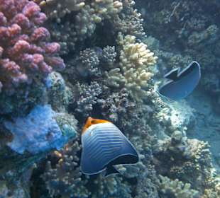 Tolle Unterwasserwelt!