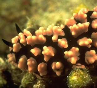 El Gouna tauchen und schnorcheln hausriff-Amy Reis