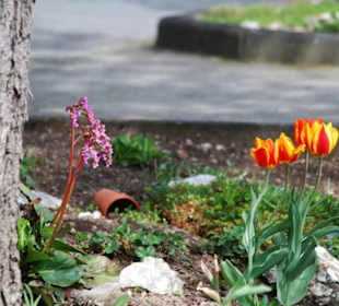 Frühling