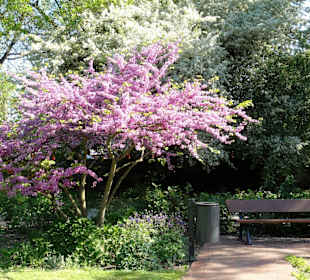 Impressionen aus den Neustadtswallanlagen