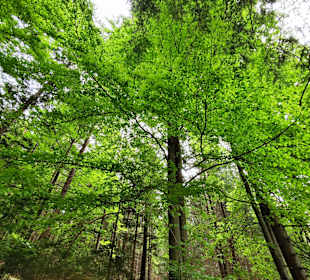 Wandern Geiersthal