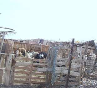 So leben die Beduinen