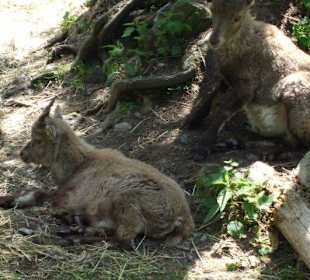 Das ist aber nah genug!