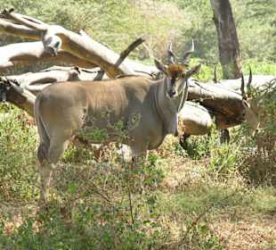 Gnus