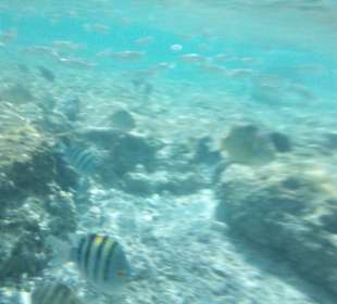 Schnorcheln Makadi Bay