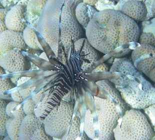 Rotfeuerfisch am Hausriff Hotel Sol Y Mar Dar El Medina