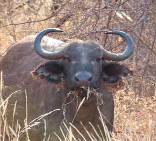 Entdeckt im Tsavo West