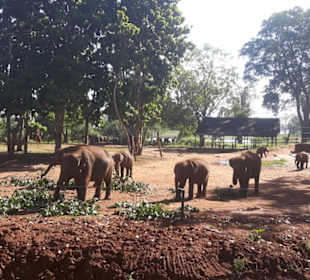 Elefantenwaisenhaus