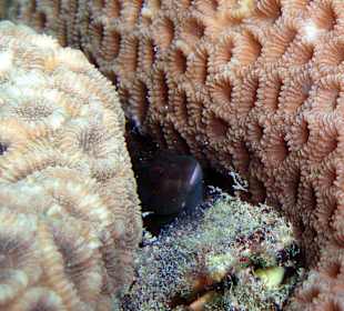 Fisch am Hausriff Hotel Coral Cove Chalet