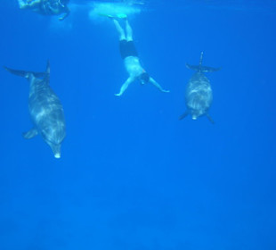 Tauchen mit Delfinen