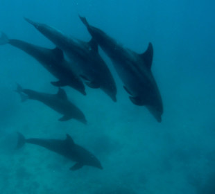 Delfin Tour Makadi Bay