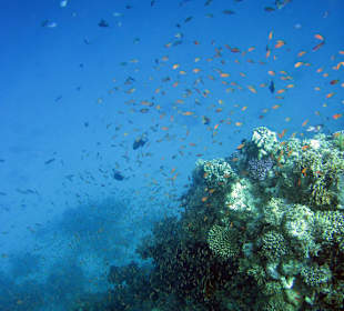 Traumhafte Riffe bei der Delphin-Tour