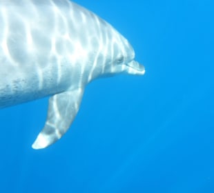 Delfin