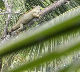 Grüner Leguan