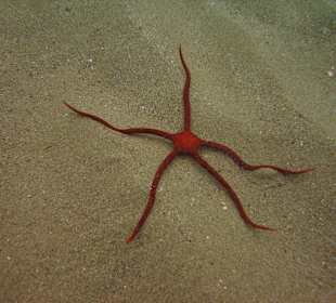 Unterwasserwelt Sosua Divecenter Merlin