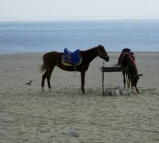 Pferde am Strand