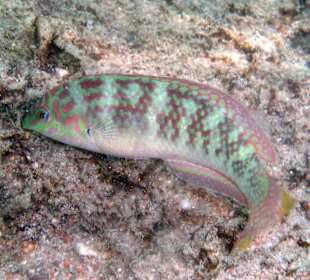 Fische am Hausriff Coral Cove Chalet