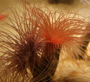 Filigrane Pflanzenwelt