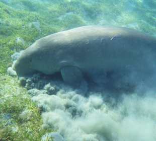 Seekuh in der Bucht. Ganz selten