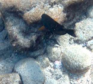 Schnorcheln Hurghada