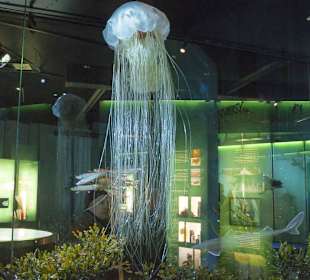 Eine Riesenqualle