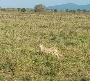 Gepard in Taita Hills