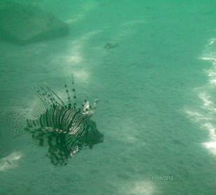 Feuerfisch unterm Steg