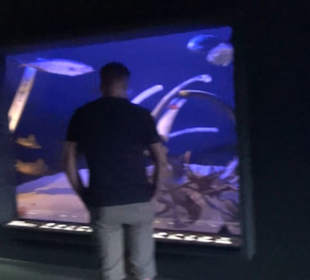 Meeresmuseum Stralsund