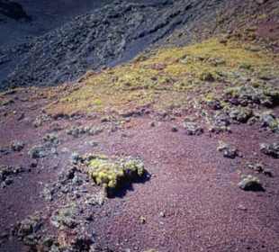 Auf alten Vulkanen wächst etwas grün