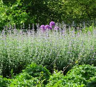 Spaziergang durch den Botanischen Garten Bremen