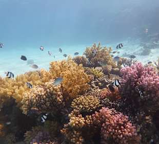 Einmalie Erlebnisse mit Mo´s Delfinen