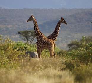 Giraffen im Samburu