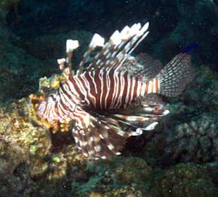Feuerfisch in der Bucht